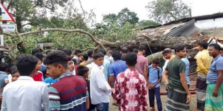 চিরিরবন্দরে চড়কডাঙ্গা বাজারে বটগাছ পড়ে দোকান ভাঙ্গাসহ ৩ জন পথচারী আহত!