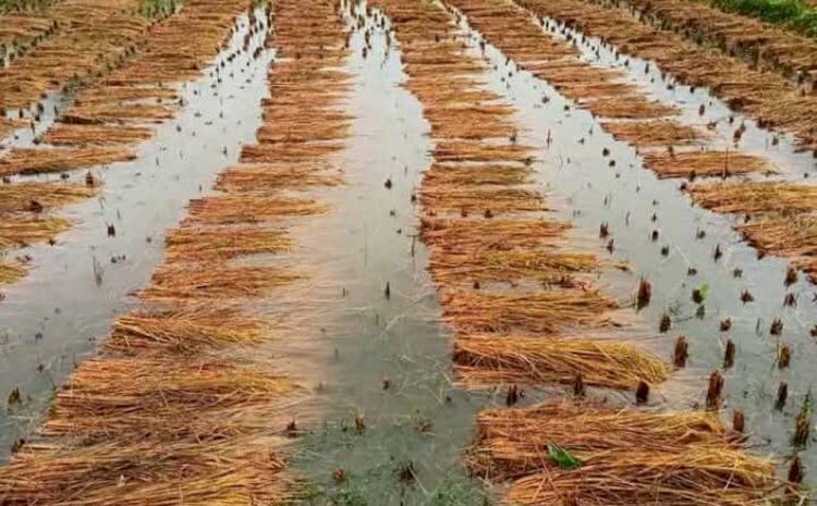 ঠাকুরগাঁওয়ে বৈরী আবহাওয়ার কারণে কৃষকের ব্যাপক ক্ষতি