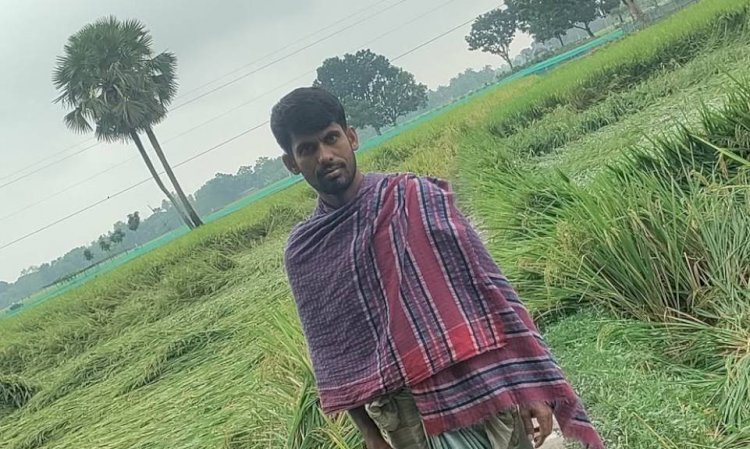 নওগাঁয় কার্তিকের দ্বিতীয় সপ্তাহে বৃষ্টিতে আধা-পাকা ধানসহ আলু মরিচ শাক সবজি ক্ষতি! কৃষকের মাথায় হাত