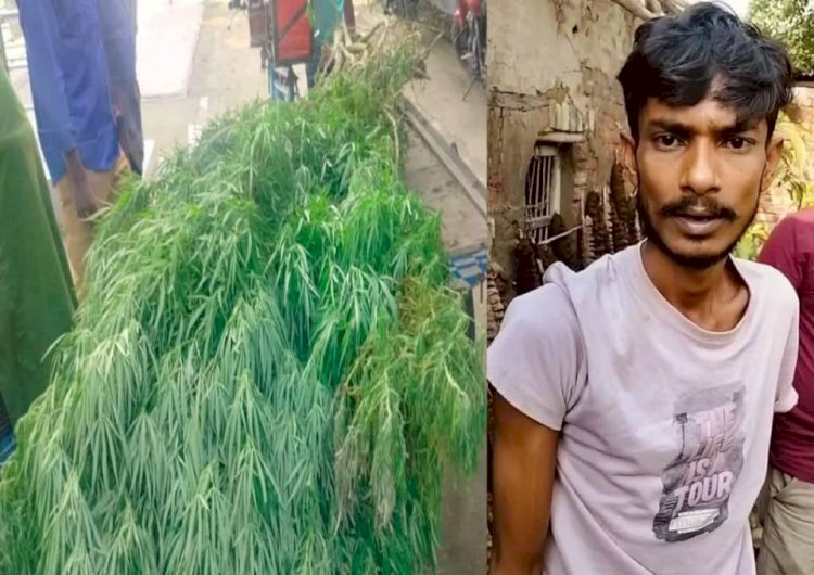 নওগাঁর মান্দায় বসতবাড়িতে গাঁজা চাষের অভিযোগে স্বপন নামে এক যুবক গ্রেপ্তার