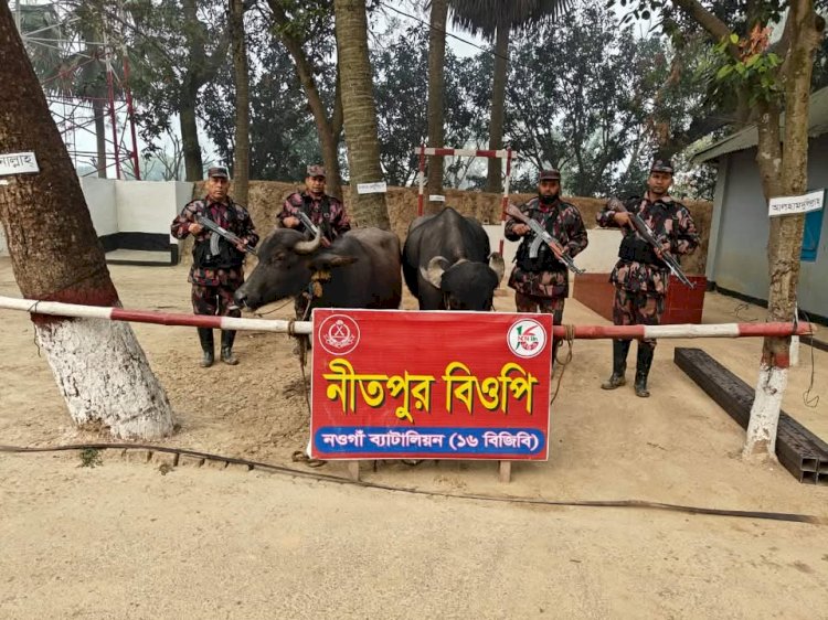 নওগাঁর পোরশা নিতপুর সীমান্তে ১৬ বিজিবি  কর্তৃক   মালিকবিহীন অবস্থায় ভারতীয় ২ টি মহিষ উদ্ধার