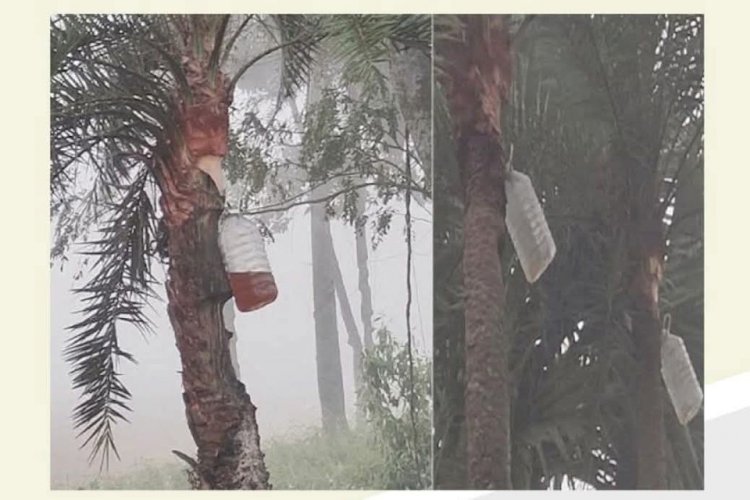 মাটির হাঁড়ি ছাড়ছে গাছিরা, বোতলেই নিরাপদ খেজুর রস সংগ্রহ