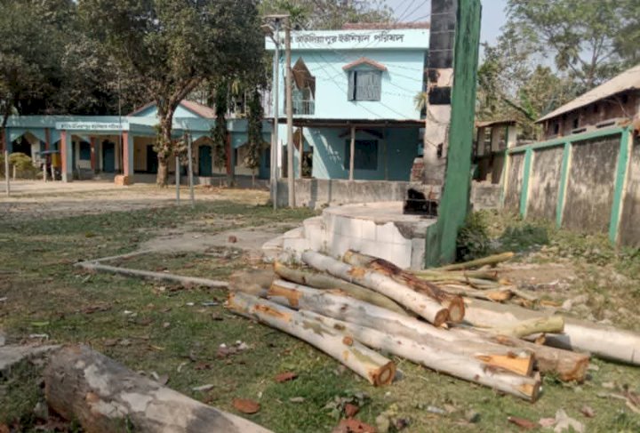 ৬নং আউলিয়াপুর ইউনিয়নে সরকারি গাছ কাটার অভিযোগ, গাছ জব্দ