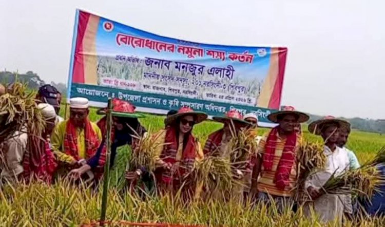 নরসিংদীর শিবপুরে চলতি মৌসুমে বোরো ধানের নমুনা শস্য কর্তন উৎসবের উদ্বোধন