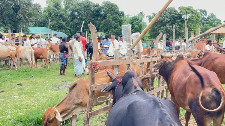 বাইশারীতে অস্থায়ী পশুর হাট নিয়ে উত্তেজনা, প্রশাসনের হস্তক্ষেপ দাবি!