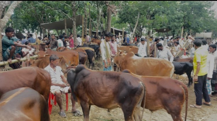 ঘুমধুমে দক্ষিণ এশিয়ার বৃহত্তর জমজমাট কোরবানির পশুর হাট, শেষ বাজারে উপচে পড়া ভিড়