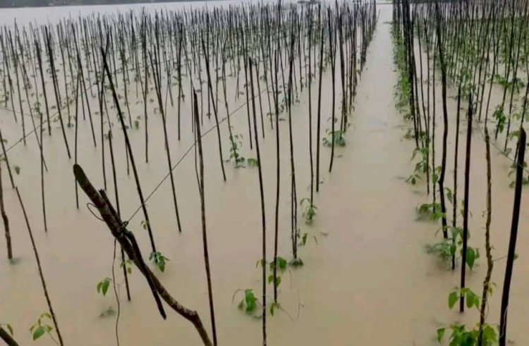গোমতী নদীর পাহাড়ি ঢলে বিপর্যস্ত বুড়িচং ও ব্রাহ্মণপাড়া: সংকটে জনজীবন ও কৃষকের স্বপ্ন