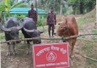 কুরবানের ঈদকে সামনে রেখে ঘুমধুমের মঞ্জয়পাড়া সীমান্ত দিয়ে গরু পাচার শুরু