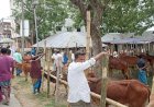 বুড়িচংয়ে অনুমোদনহীন পশুর হাট, বিপুল রাজস্ব হারাচ্ছে সরকার