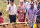 নরসিংদীর শিবপুরে বাম্পার ফলনেও হতাশ কৃষক   দ্বিগুন দামেও শ্রমিক মিলছে না