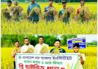 রংপুরে জনপ্রিয় হচ্ছে উচ্চ ফলনশীল ব্রি হাইব্রিড ৩ জাতের বোরো ধান