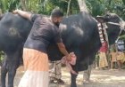 কালো মানিকের দাম হাঁকাচ্ছে ২২ লক্ষ