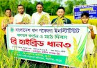 রংপুরে জনপ্রিয় হচ্ছে উচ্চ ফলনশীল ব্রি হাইব্রিড ৩ জাতের বোরো ধান