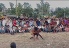 নাইক্ষ্যংছড়ির বাইশারীতে ঐতিহ্যবাহী বলি খেলা উপভোগ করলেন বিএনপি নেতাকর্মীরা!