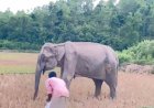 নাইক্ষ্যংছড়িতে অসুস্থ মা হাতি, পাশে ঘুরছে শাবক