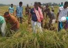 ৪৮ নওগাঁ-৩ আসনের এমপি ফজলে হুদা বাবুল কৃষকের পাকা ধান কেটে দিলেন