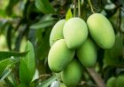 রাজশাহীর হাটে উঠেছে  গুটি আম