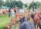 বাইশারীতে অস্থায়ী পশুর হাট নিয়ে উত্তেজনা, প্রশাসনের হস্তক্ষেপ দাবি!