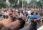 বুড়িচংয়ে   কুরবানির পশুর হাট জমে উঠেছে
