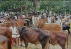 ঘুমধুমে দক্ষিণ এশিয়ার বৃহত্তর জমজমাট কোরবানির পশুর হাট, শেষ বাজারে উপচে পড়া ভিড়