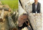 নওগাঁর মহাদেবপুর উপজেলার রসুলপুর সরকারি রাস্তার গাছ কেটে নেয়ার অভিযোগ বিএনপি নেতার বিরুদ্ধে