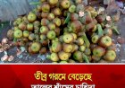 তীব্র গরমে বেড়েছে তালের শাঁসের চাহিদা