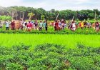 আলমডাঙ্গার কেশবপুর চরে ফের মাথাচাড়া চেংঙ্গিস গ্রুপ:  সংঘর্ষ-শঙ্কায় থমথমে এলাকা