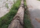 টেন্ডার ছাড়াই রাতের আঁধারে গাছ কাটার অভিযোগ, কাঠগড়ায় বরেন্দ্র উন্নয়ন কর্তৃপক্ষ