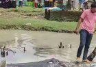 নদীতে ভেসে উঠল বিশাল আকারের তিমি