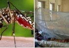 কেশবপুরে ১২২ জন ডেঙ্গুতে আক্রান্ত নেই মশা নিধণের কার্যক্রম