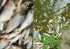 পীরগাছায় পুকুরে বিষাক্ত গ্যাস ট্যাবলেট,১৫ মণ মাছ নিধনের অভিযোগ