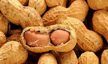 আমরা অনেকেই অলস সময়ে বাদাম খেতে পছন্দ করি