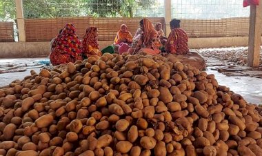 দেশে আলু সংরক্ষণে পর্যাপ্ত ব্যবস্থা না থাকায়, কৃষকেরা তাঁদের উৎপাদিত আলুর ন্যায্যমূল্য পান না।