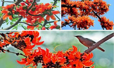 গাছে ফুল ফুটুক বা না ফুটুক আজ পহেলা ফাল্গুন