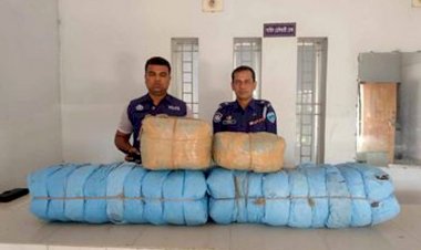 বুড়িচংয়ে বাগান থেকে বিপুল পরিমাণ গাঁজা উদ্ধার হলেও আসামি পলাতক!