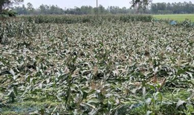 ঝিনাইগাতীতে ঝড়ে লন্ডভন্ড হয়ে গেলো ভুট্রা চাষী তারার স্বপ্ন!