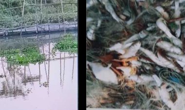 পাবনায় মাছের ঘেড় দখল ও তিন লক্ষাধিক টাকার ক্ষতিসাধন