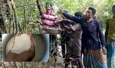 দিনাজপুরে বাঁশের ফুল থেকে চাল, হচ্ছে ভাত-পোলাও