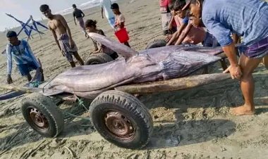 টেকনাফে জেলের জালে  ধরা পড়েছে ১০ মণ ওজনের তলোয়ার মাছ