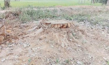 নওগাঁয় প্রকাশ্য দিবালোকে সরকারি খাস জমির গাছ কেটে আড়াই লক্ষ টাকা হরিলুট দেখার কেউ নেই