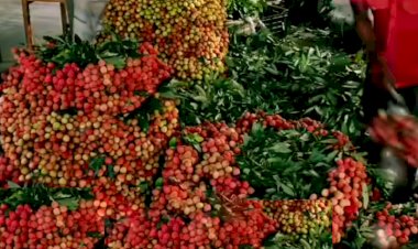 সরগরম পাবনার লিচুর হাট-বাজার: লিচুর দামে ফলনের ক্ষতি কাটানোর স্বপ্ন