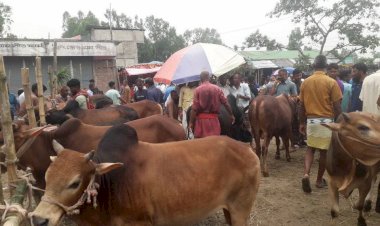 আমেরিকা, কানাডা, কোরিয়া, চীন, জাপান ও হংকংসহ বেশ কয়েকটি দেশে গরুর পিজলের (পেনিস) চাহিদা বেশ।