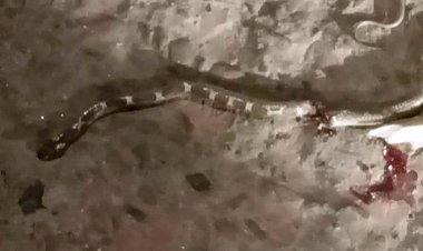 গলাচিপায় দেখা মিলল রাসেলস ভাইপার, আতঙ্কে উপজেলাবাসী