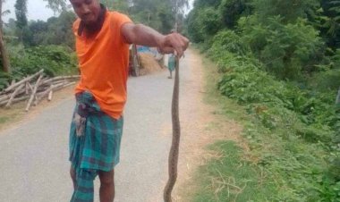 নওগাঁর ছিলিমপুর ও রসুলবিল এলাকায়  দুইটি রাসেল ভাইপার সাপ মারলেন স্থানীয়রা