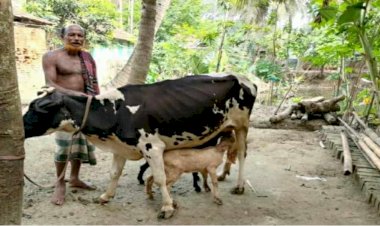 মনিরামপুরে গরুর দুধ পান করছে ছাগলে,  প্রতিদিন ভিড় করছে শতশত মানুষ
