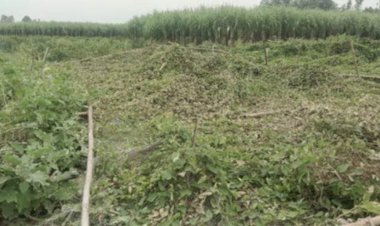 নওগাঁর মহাদেবপুরে  কৃষকের ফসলের খেত ৩ লাখ টাকার ক্ষতিসাধন করেছে দুর্বৃত্বরা