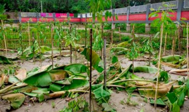 চিরিরবন্দরে রাতের আঁধারে দেড় শতাধিক গাছ কেটে দিলো দুর্বৃত্তরা