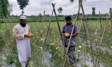 নওগাঁয় গ্রামাঞ্চলের আনাচেকানাচে  বেগুনগাছে টোমেটো চাষ করে সাড়া ফেলে দিয়েছে ফারুক হোসেন