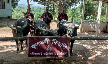 নাইক্ষ্যংছড়ি সীমান্তে বিজিবির অভিযানে ১১টি বার্মিজ গরু -মহিষ জব্দ