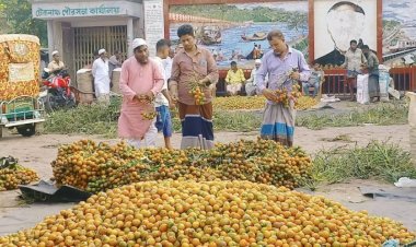 টেকনাফে অতিবৃষ্টির ফলে  সুপারির বাম্পার ফলন কম হতাশ বিক্রেতা ও মালিকরা